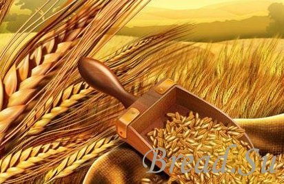 В текущем сезоне Болгария поставила рекорд по экспорту пшеницы