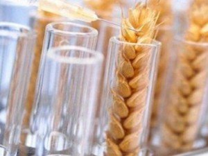 Ученые предлагают с помощью ГМО решить проблему урожайности зерновых