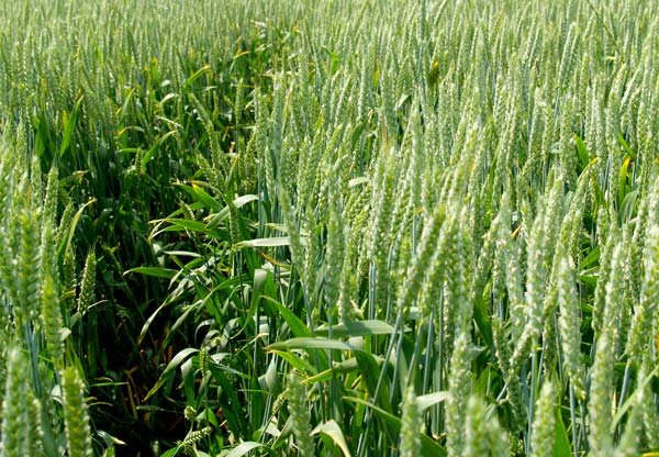 Низкостебельные сорта пшеницы представляют интерес для селекционеров и фермеров
