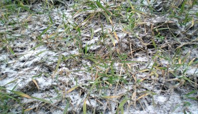 Снежная плесень - опасная болезнь, поражающая зерновые культуры