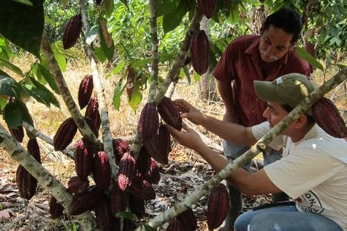 Фермеры с опасением ждут нового стандарта по выращиванию какао-бобов