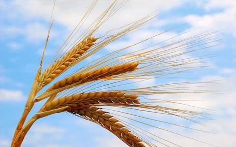 В этом году пшеница из Красноярского края появится на рынке Китая