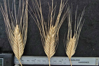 Разновидности дикой пшеницы могут стать лидерами рынка зерновых