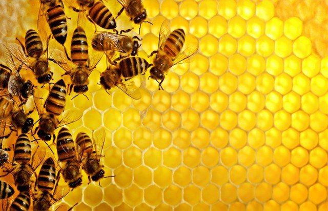 Башкирский мед осенью проверит "Роскачество"