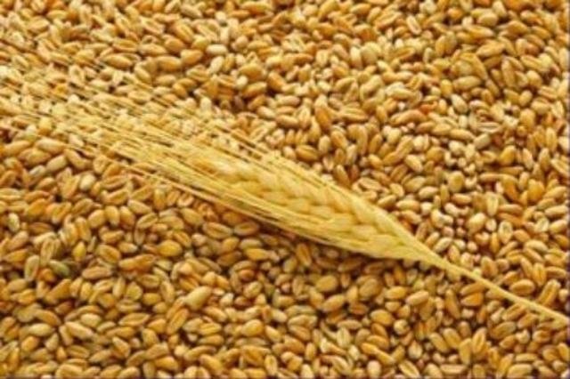 России удалось сохранить лидерство по экспорту пшеницы