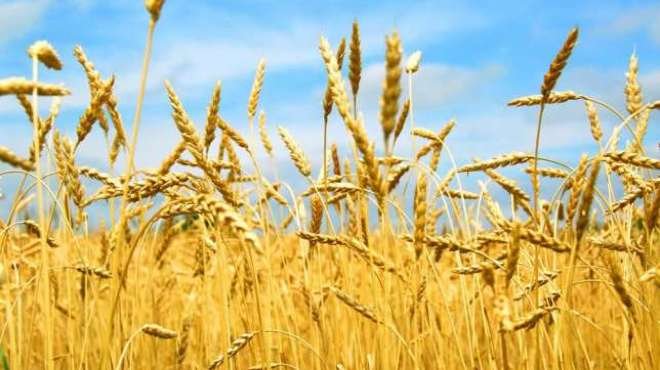 Губернаторы Омской и Новосибирской областей поздравили хлеборобов с успешной уборкой зерновых