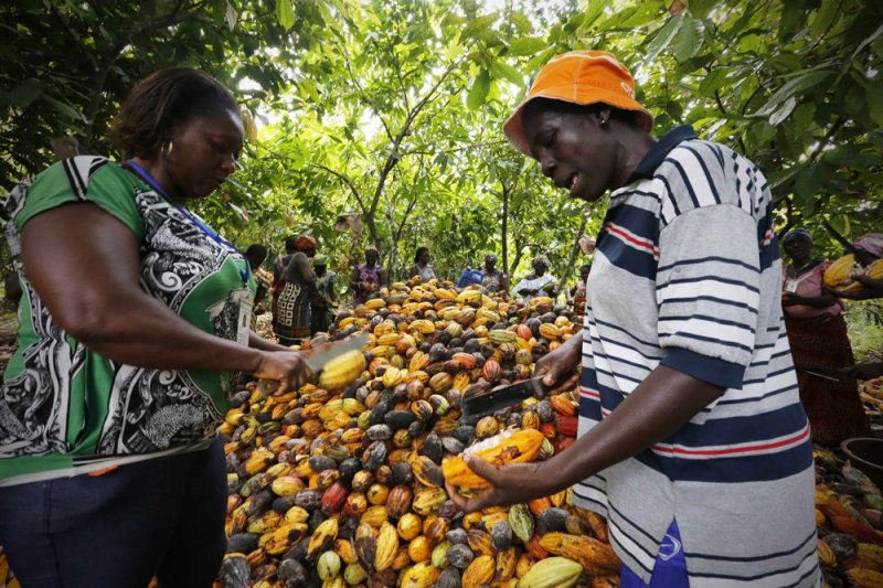 Фермеры из Камеруна получили премиальные выплаты по программе  Cargill Cocoa Promise