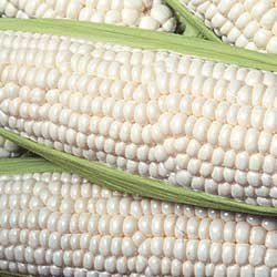 Засуха в Южной Африке угрожает урожаю кукурузы