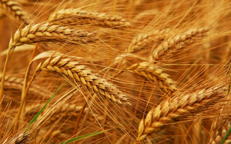 Аграрии Омской области готовы поставлять зерно в КНР