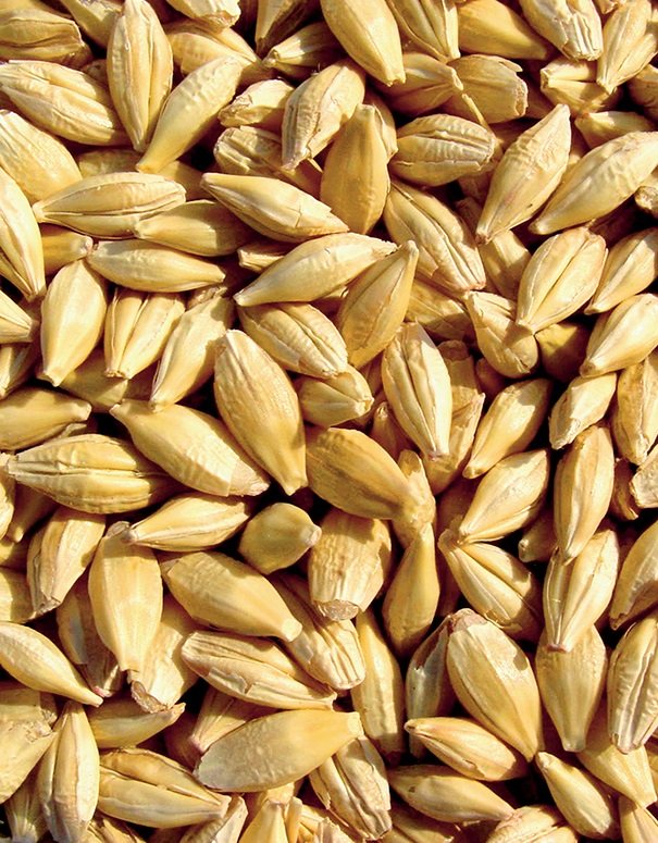 Россия наращивает экспорт зерна в страны Северной Африки