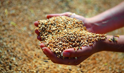Российские зернопроизводители намерены увеличивать объемы экспорта зерна