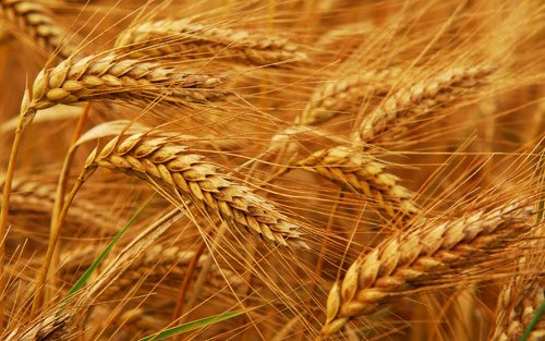 Минсельхоз отрицает возможность возникновения дефицита зерна