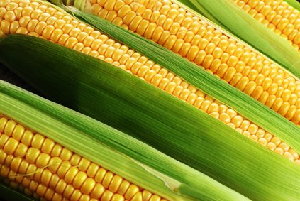 Саудовская Аравия переключается на выращивание кукурузы