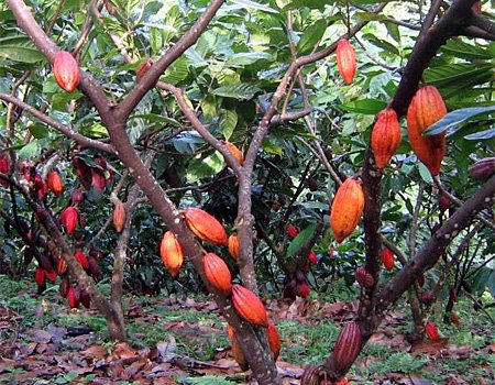 Компания Barry Callebaut займется обновлением какао-деревьев