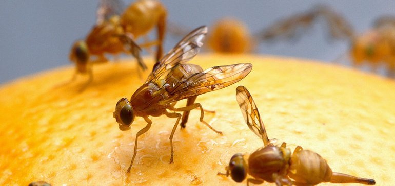 Подразделение ООН ФАО считает, что продукты из насекомых имеют большое будущее