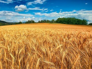 Пшеница уступила первенство кукурузе