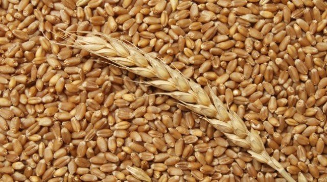Россия продаст рекордное количество зерна на экспорт в этом году