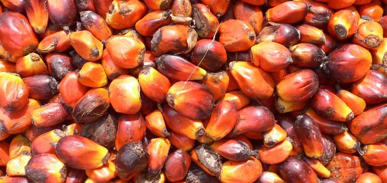 Крупные компании настаивают на реформах в производстве пальмового масла
