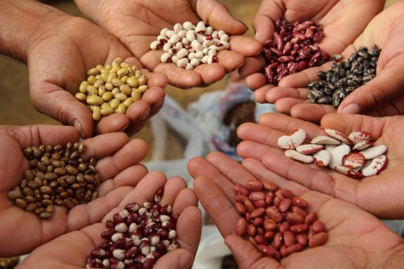 Государство предлагает ученым заменить импортные семена российскими