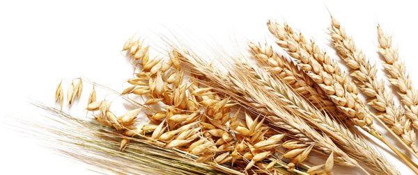 Высокий урожай зерна в России привел к падению цен