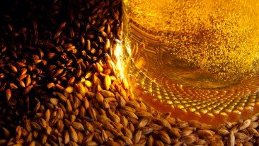 Неурожай ячменя не повлияет на стоимость пива в России