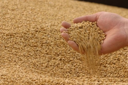 Россия может вытеснить Украину с египетского зернового рынка