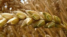 Цены на зерно в России замедлили падение