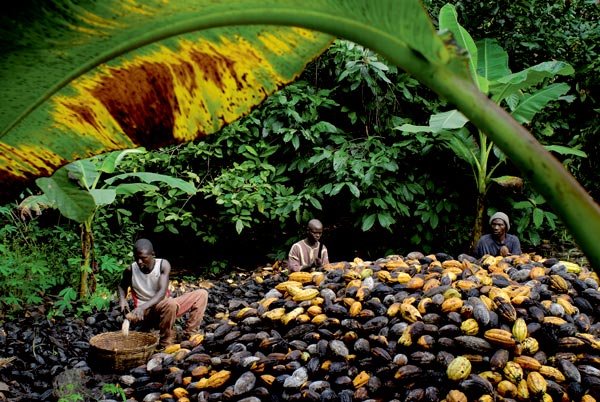 В Гане и Кот-д'Ивуаре вырубают леса для плантаций какао