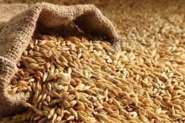 Аналитики зернового рынка выясняют причины успеха российских аграриев