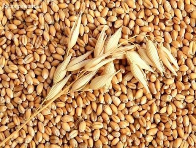 Минсельхоз отправит на экспорт 500 тысяч тонн зерна из интервенционного фонда