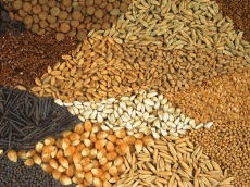 В ЕАЭС сформируют общий рынок семян сельскохозяйственных культур