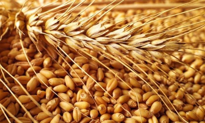 Челябинские аграрии не будут отправлять зерно на экспорт