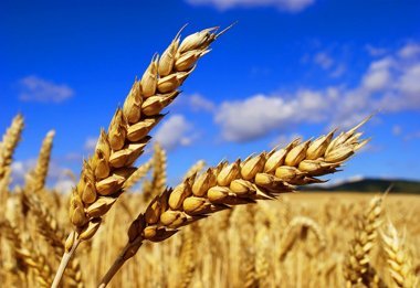 Возможно ли повторение рекордного урожая зерна в 2018 году?