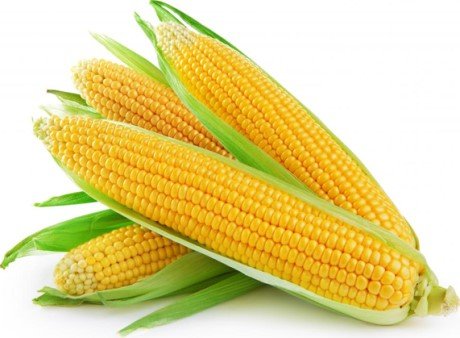Селекционеры Кабардино-Балкарии представили новые перспективные сорта кукурузы
