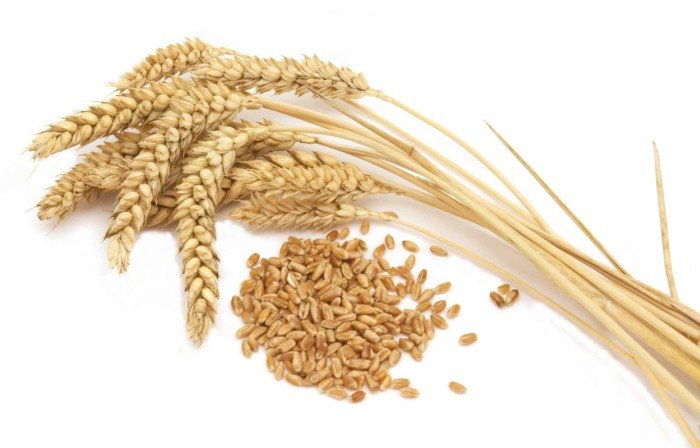 Россия хочет упростить процесс поставок пшеницы в Турцию