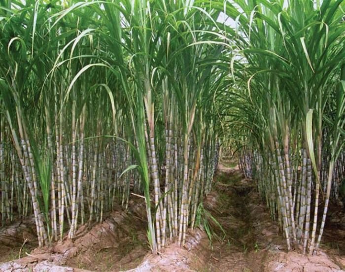 В Бразилии вырастили качественный тростник для производства сахара