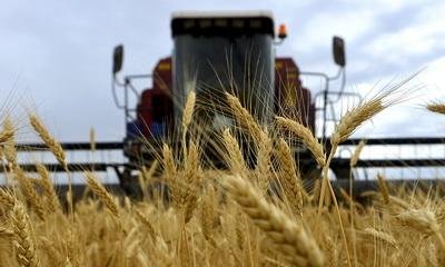 Новосибирские аграрии потеряют миллионы на новом урожае зерновых