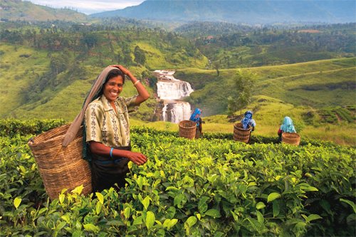 Чай из Шри-Ланки снова будет поставляться в Россию