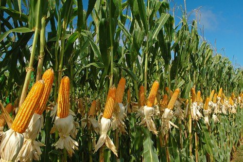 Глифосат набирает популярность среди производителей кукурузы и сои