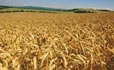 ГАК «Хлеб Украины» намерен «сломать» рынок зерна