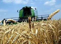 Правительство РФ начнёт продавать государственное зерно