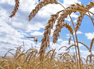 Сельхозпроизводители пока не хотят продавать зерно
