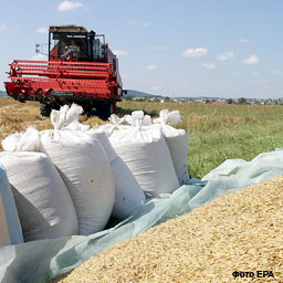 Русское зерно покупает Хлеб Кубани