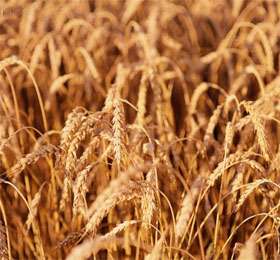 Американская пшеница поставила рекорд