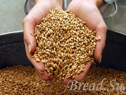 Перспективы развития зернового экспорта Украины
