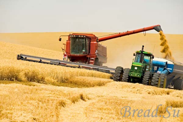 Уже известны прогнозы на урожай зерновых - 2014