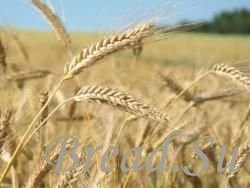 Азербайджанские хлебопеки испытывают трудности из-за роста цен на зерно