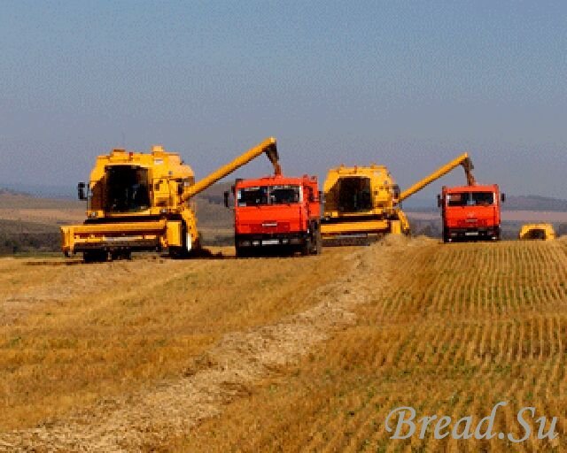 В Омской области из-за снегопада погибло 10% урожая зерновых