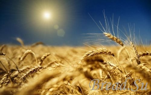 Казахстан пока не планирует вводить экспортные пошлины на зерновые