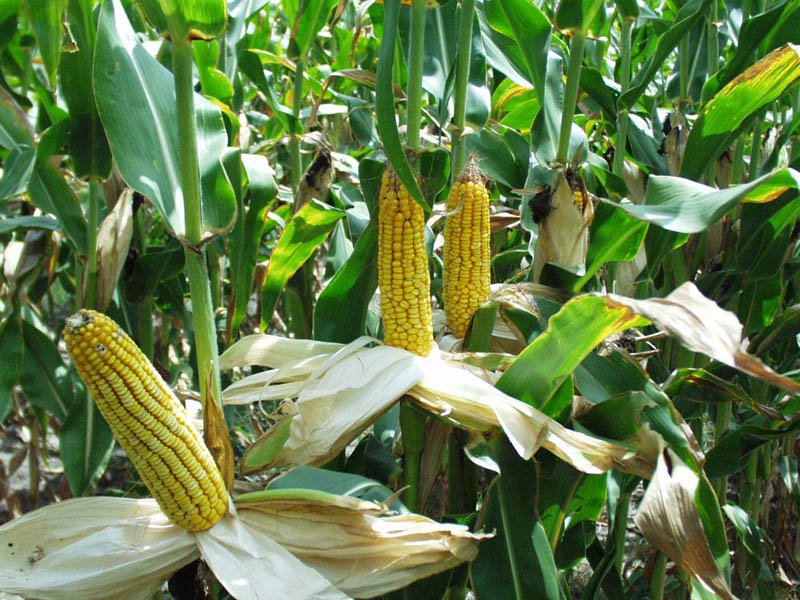 Чего стоит ждать от прогнозируемого рекордного урожая кукурузы в 2015 году?